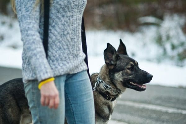 E-Collar Introductory Video